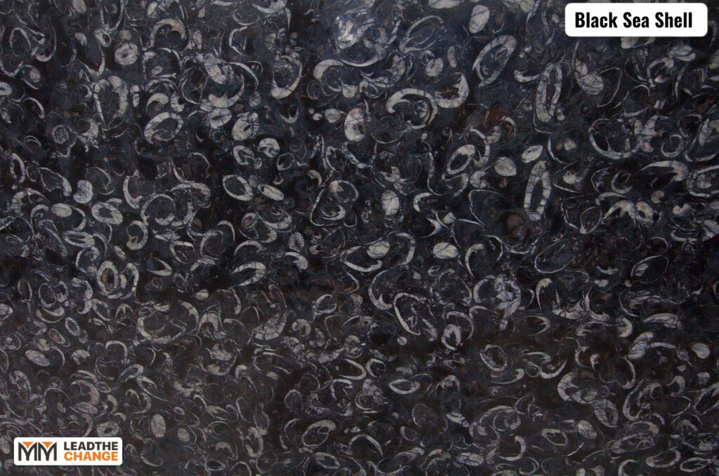 BLACK SEA SHELL, foto 2 dari 2